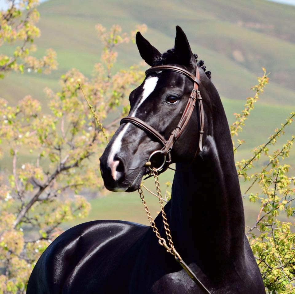 Hanoverian Stallion